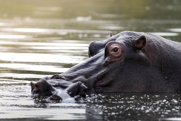 HIPPOPOTAMUS AMPHIBIUS dans le point d'eau du parc national Kruger en Afrique du Sud