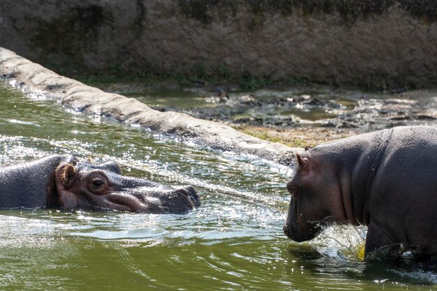 Hippopotamus amphibius Hippo mère avec son bébé à l'intérieur de l'eau rafraîchissante mexique