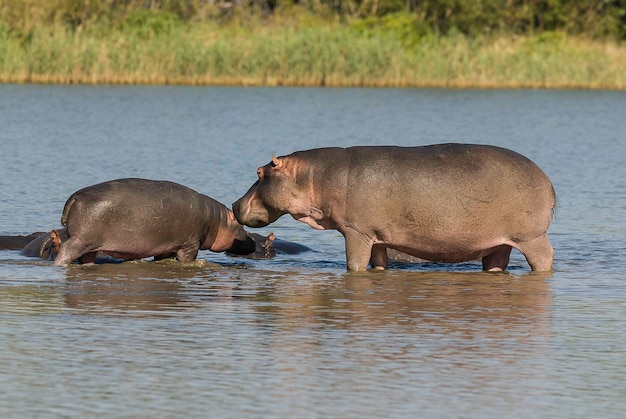 HIPPOTAMUS AMPHIBIUS dans le trou d'eau du parc national Kruger en Afrique du Sud