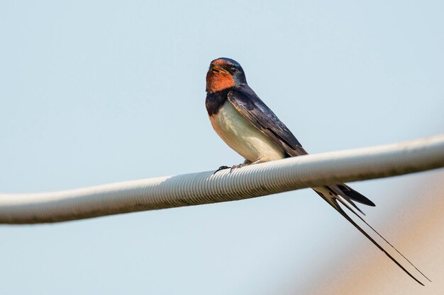 Une hirondelle contre un ciel bleu