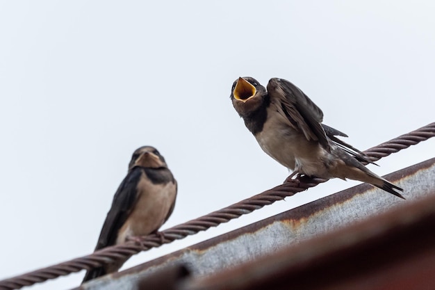 Hirondelle Hirundo rustica adultes nourrit une jeune jeune hirondelle sur le toit