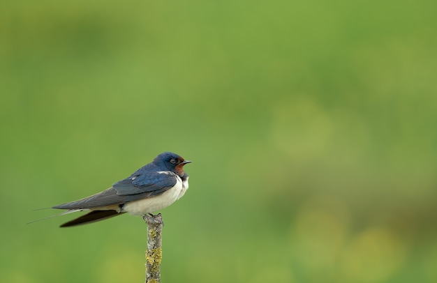 L'hirondelle rustique (Hirundo rustica) assis sur la branche avec fond vert