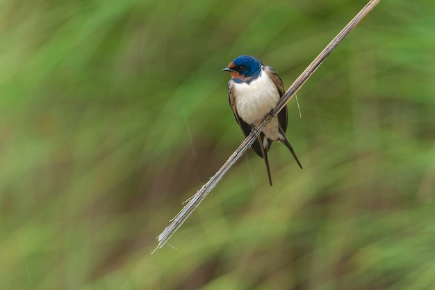 Hirondelle rustique Hirundo rustica Malaga Espagne