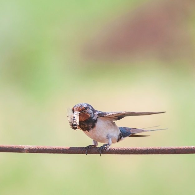 Hirondelle rustique hirundo rustica, oiseau adulte avec un insecte dans son bec.