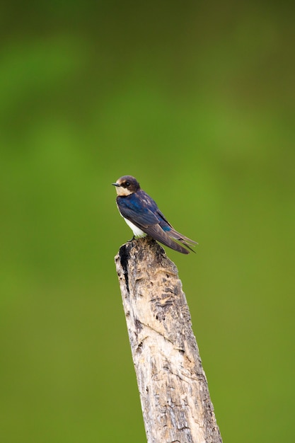 Hirondelle Rustique (hirundo Rustica) Sur Les Souches