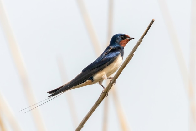 Hirondelle rustique sur un roseau (Hirundo rustica)