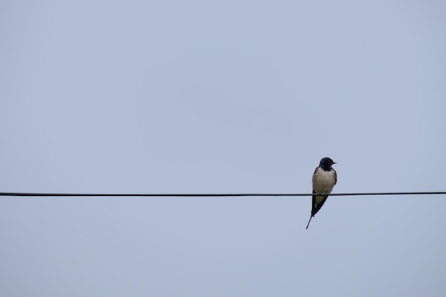 Une hirondelle seule est assise sur les fils