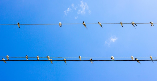 Les hirondelles sont assises sur des fils contre le ciel Une volée d'hirondelles sur des fils électriquesÉmigration d'oiseaux