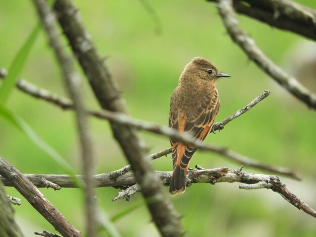 Photo hirundinea ferruginea, également connu sous le nom de hirundinea