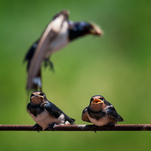 Hirundo rustica Hirundo rustica nourrir son niché en vol