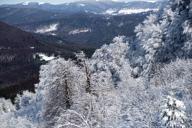 Hiver avec des arbres couverts de givre dans les congères paysage naturel magique de la forêt d'hiver avec