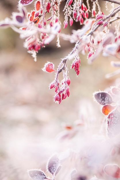 L'hiver arrive Première gelée