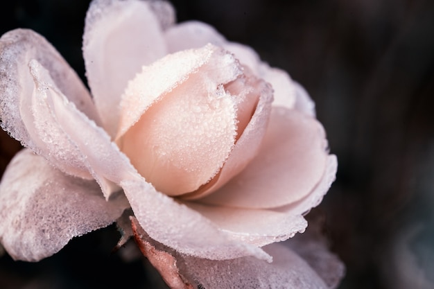 L'hiver au jardin. Givre sur les pétales de rose rose, le premier gel. Effet teinté, faible profondeur de champ