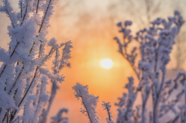 Hiver beau paysage avec le soleil, le gel et le brouillard.