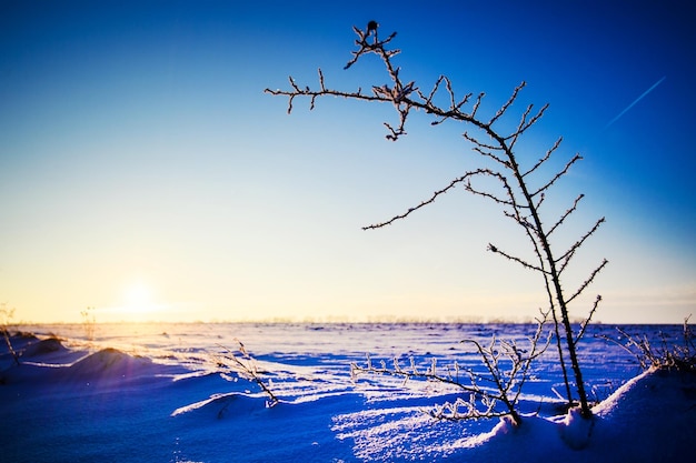 Hiver beau paysage