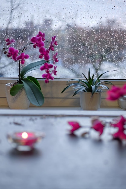 Hiver avec bougie et fleurs Orchidée rose et fuchsia et fleurs de magnolia Bougie aromatique