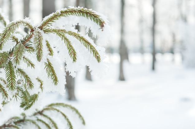 L'hiver avec des branches de sapin dans le gel.