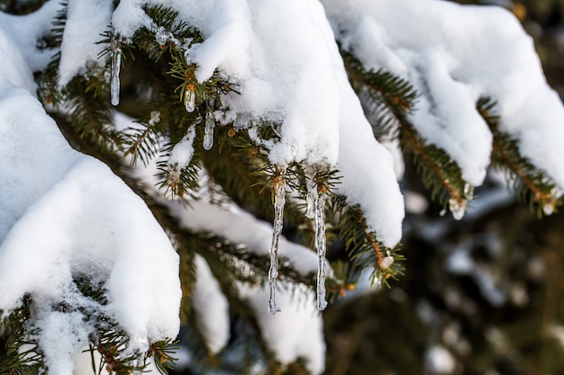 hiver dans les bois