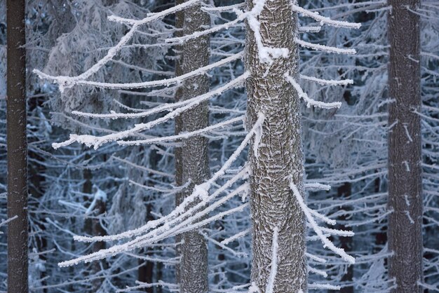 L'hiver dans les bois