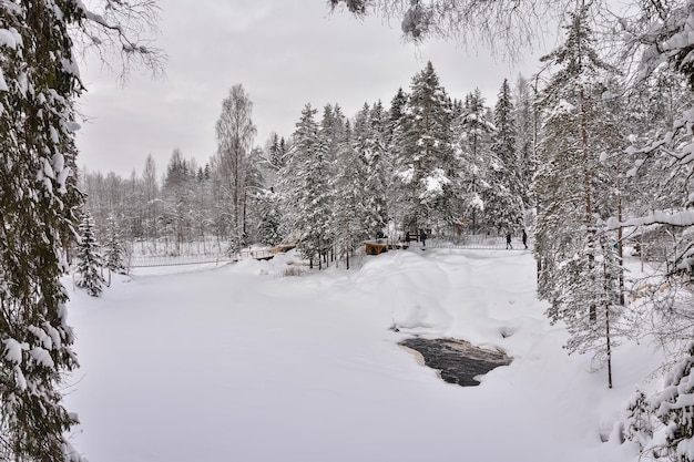 Hiver dans une forêt d'épicéas recouverte de neige blanche duveteuse Mise au point sélective Paysage d'hiver