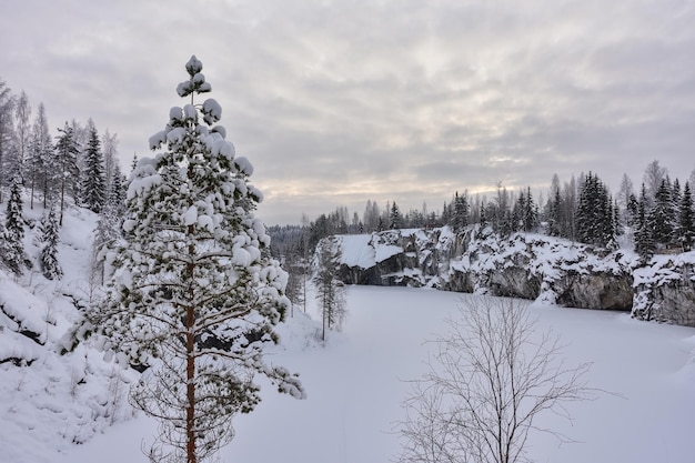 Hiver dans une forêt d'épicéas recouverte de neige blanche duveteuse Mise au point sélective Paysage d'hiver