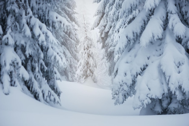 L'hiver dans la forêt d'épicéas