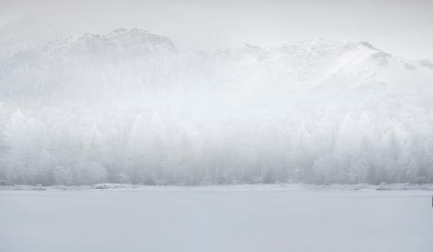 Hiver dans la forêt - paysage blanc