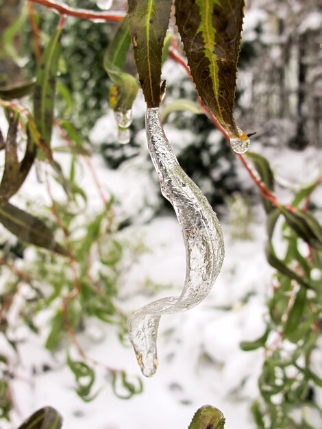 Photo hiver dans le jardin premier gel et feuille de saule de glace goutte d'eau gelée