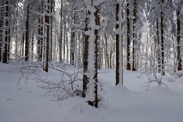 Photo l'hiver dans les montagnes de samoborsko gorje en croatie