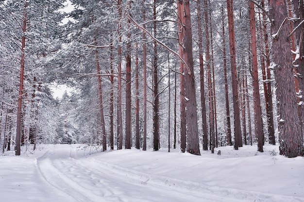 hiver dans un paysage de forêt de pins, arbres couverts de neige, janvier dans une forêt dense vue saisonnière