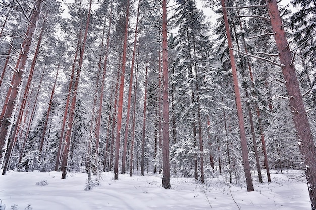 hiver dans un paysage de forêt de pins, arbres couverts de neige, janvier dans une forêt dense vue saisonnière