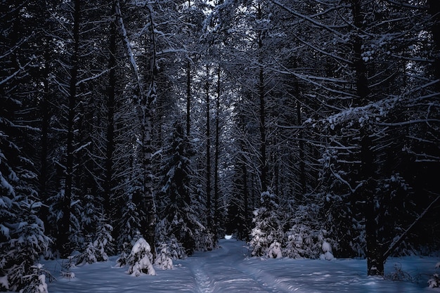 hiver dans un paysage de forêt de pins, arbres couverts de neige, janvier dans une forêt dense vue saisonnière