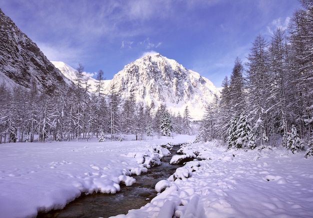 L'hiver dans la vallée d'Aktru Une rivière de montagne avec des rives enneigées de grands sapins sur fond de montagnes rocheuses et le ciel bleu du matin Gorny Altai Sibérie Russie