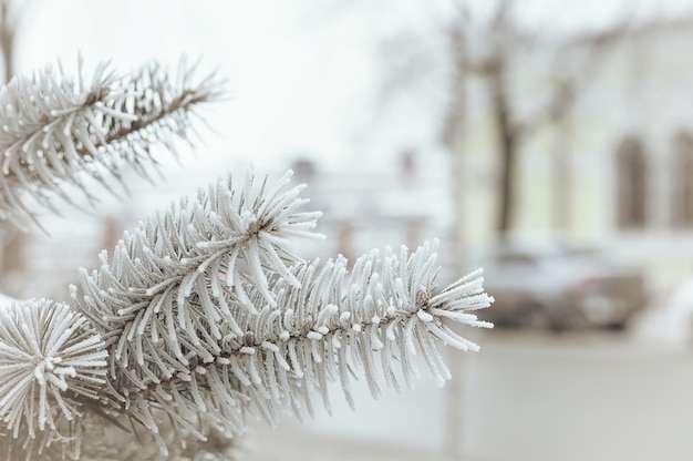 Hiver dans la ville, branche d'épinette en gros plan de givre, ville floue