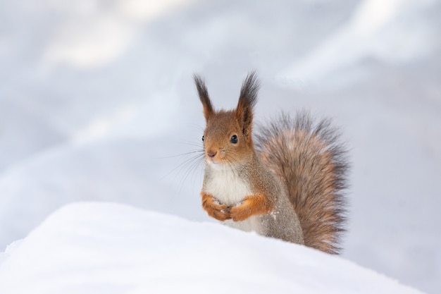 Hiver écureuil