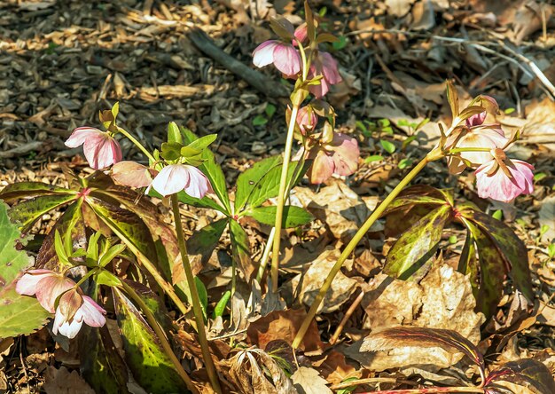 L'hiver fleurit joyeux roses et marron tacheté hellebore fleurs dans un jardin ensoleillé