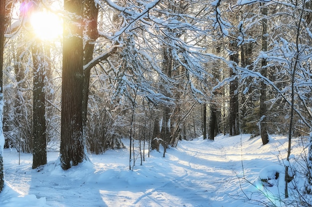 hiver forêt paysage lumière du soleil neige