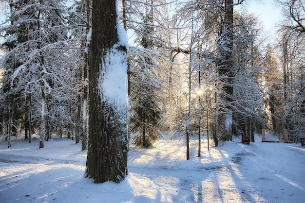 Hiver forêt paysage lumière du soleil neige