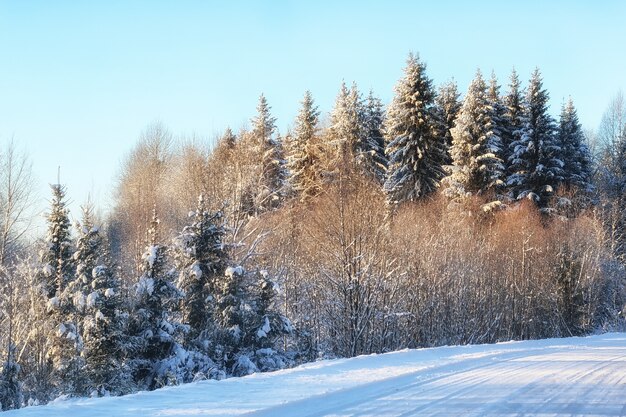 Hiver forêt paysage soleil neige