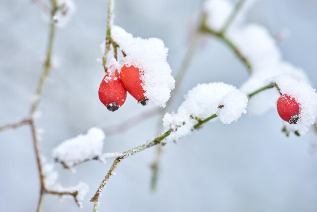 L'hiver Un jour d'hiver