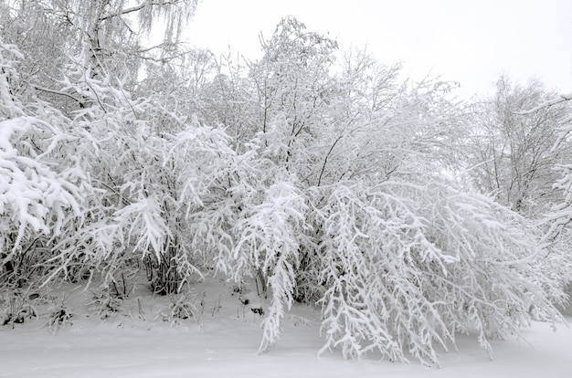 Hiver avec de la neige sur les arbres