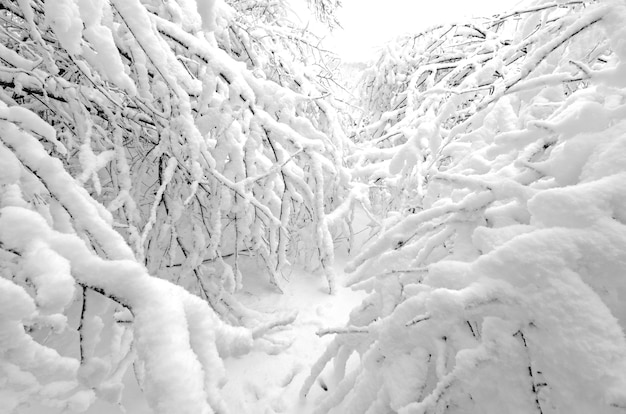 Hiver avec de la neige sur les arbres