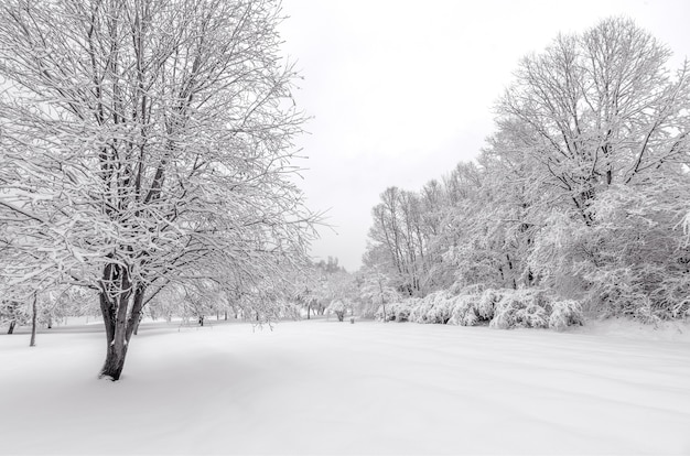 Hiver avec de la neige sur les arbres