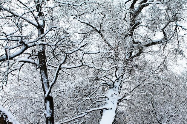 Hiver Noël et Nouvel An Belle cime des arbres couverte de neige Paysage d'hiver