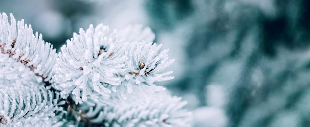 Hiver noël sapin enneigé fond neige pin branches d'arbres avec bokeh hiver ou noël