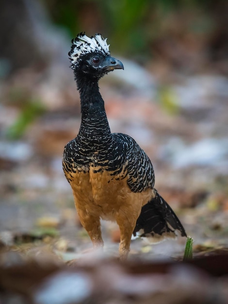 Hocco à face nue dans un environnement de jungle Pantanal Brésil