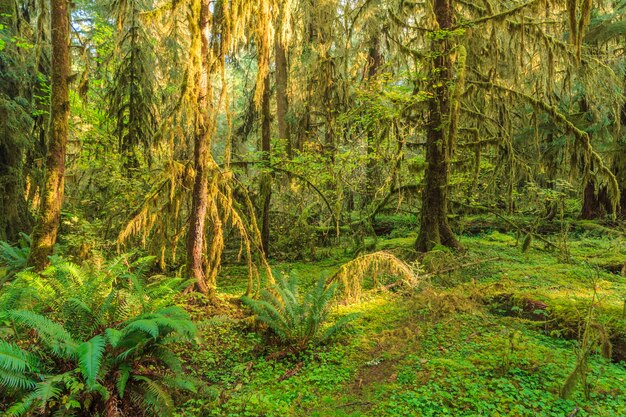 Hoh Rain Forest dans Olympic National Park USA