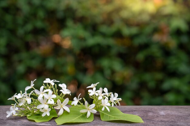 Photo holarrhena pubescens fleurs plantes tropicales utiles sur une table en bois