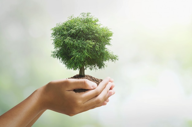 Holdig grand arbre qui pousse sur fond vert. concept de journée écologique