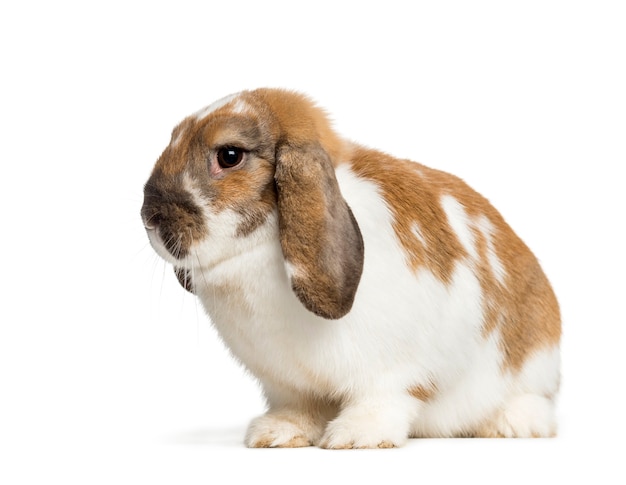 Holland Lop devant une surface blanche